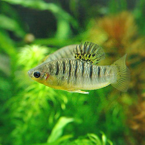 （熱帯魚）リミア・ニグロファスキアータ（１ペア）　北海道航空便要保温