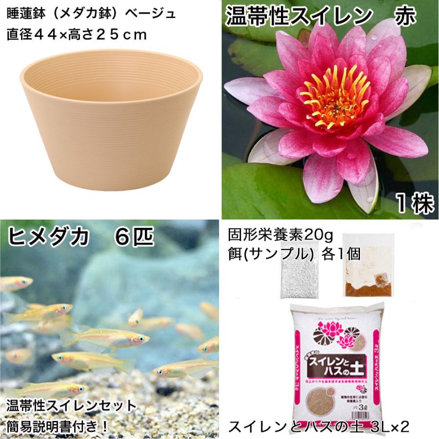 睡蓮　蓮　ビオトープ　メダカ　耐寒性　温帯睡蓮 チャーム（charm） （ビオトープ）（めだか）初心者向け 睡蓮鉢で