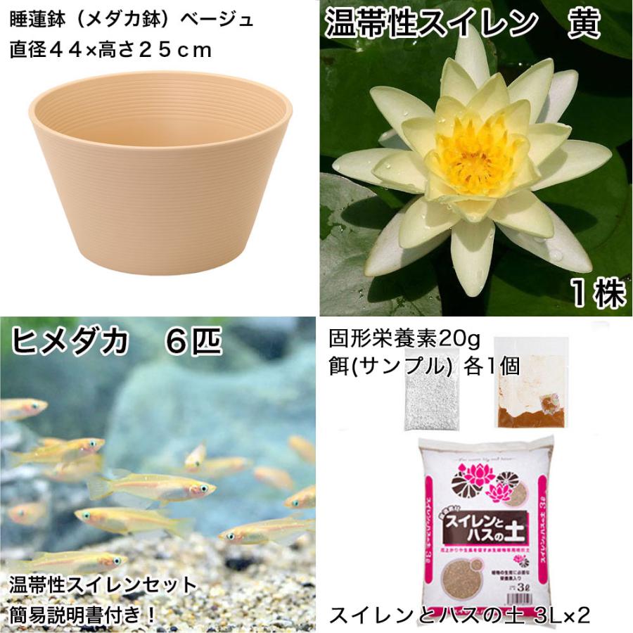 チャーム（charm） （ビオトープ）（めだか）プロが考えた睡蓮鉢で