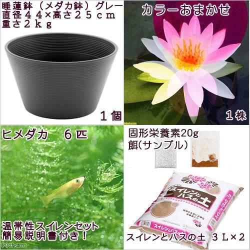 チャーム（charm） （ビオトープ）（めだか）初心者向け 睡蓮鉢で