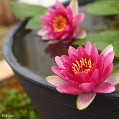 チャーム（charm） （ビオトープ）（めだか）初心者向け 睡蓮鉢で