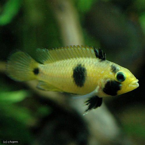 チャーム（charm） （熱帯魚）アピストグラマ・ナイスニィ（1ペア