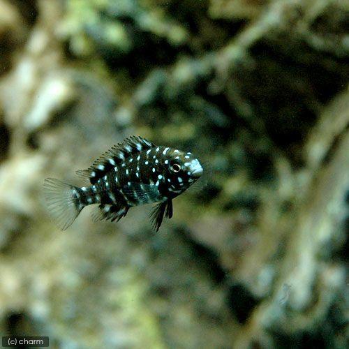 （熱帯魚）トロフェウス・ドゥボイシー（１匹）　北海道・九州航空便要保温｜chanet