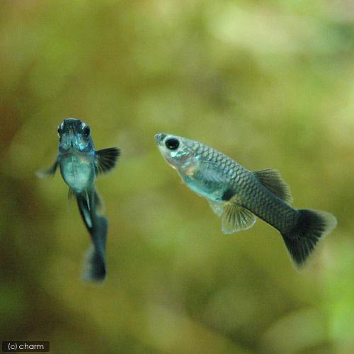 熱帯魚 フルブラック グッピー 国産グッピー １ペア 北海道航空便要保温 チャーム Charm Paypayモール店 通販 Paypayモール