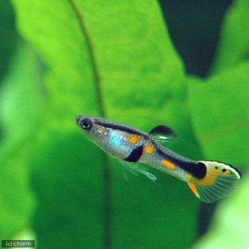 （熱帯魚）エンドラーズ・ライブベアラー　フレームテール（国産グッピー）（１ペア）　北海道・九州航空便要保温