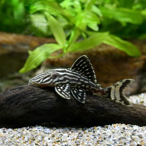 熱帯魚 ゴールデンサンダーロイヤルプレコ ｓサイズ ジャマンシン産 ワイルド １匹 北海道航空便要