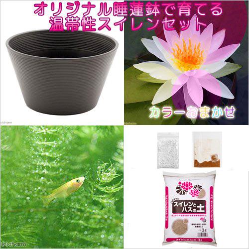 業界no 1 ビオトープ めだか プロが考えた睡蓮鉢で育てる ブラウン 温帯性スイレンひめだかセット 花色おまかせ 本州四国限定