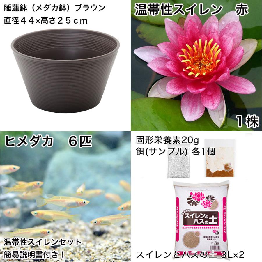 チャーム（charm） （ビオトープ）（めだか）初心者向け 睡蓮鉢で