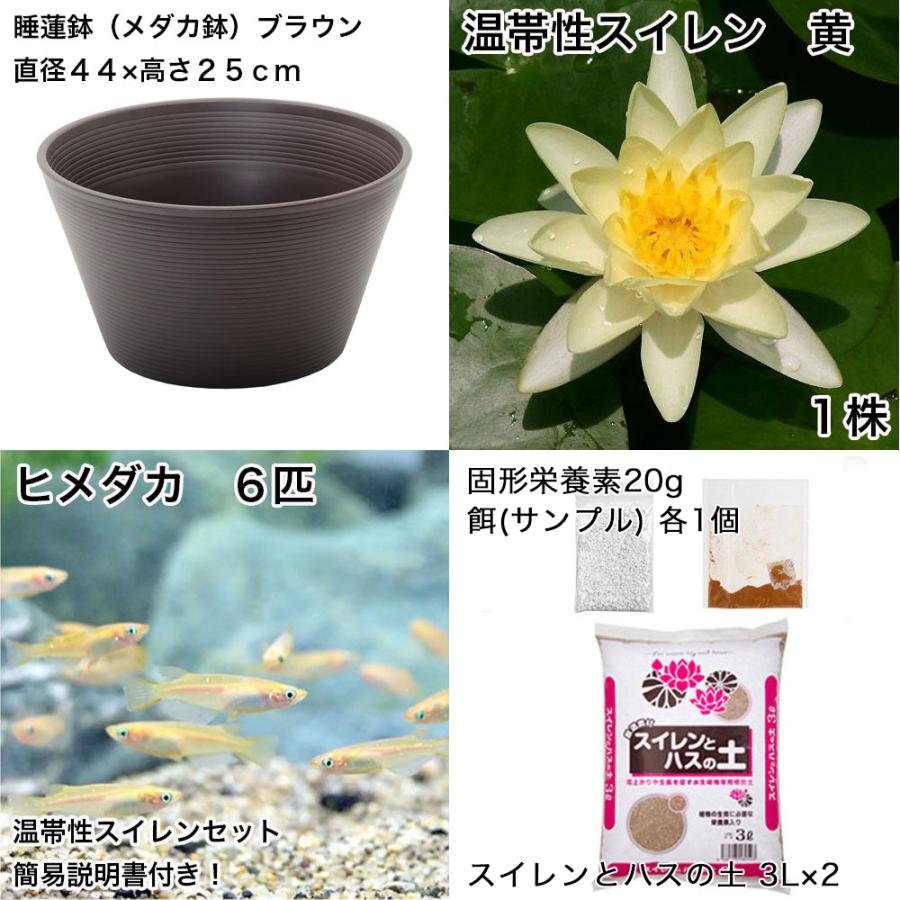 チャーム（charm） （ビオトープ）（めだか）初心者向け 睡蓮鉢で