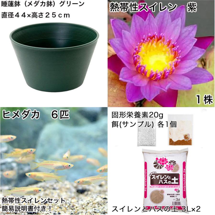 （ビオトープ）（めだか）初心者向け　睡蓮鉢で育てる　メダカ飼育セット（グリーン）熱帯性スイレン紫＋ひめだか６匹　説明書付　本州四国限定　飼育セット | チャーム（ペット） | 01