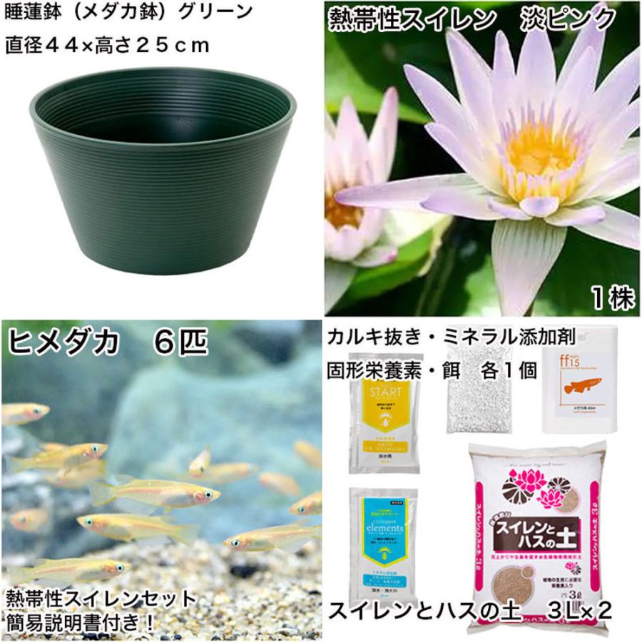 セール 特集 ビオトープ めだか プロが考えた睡蓮鉢で育てる グリーン 熱帯性スイレンとひめだかのセット 淡ピンク 本州四国限定