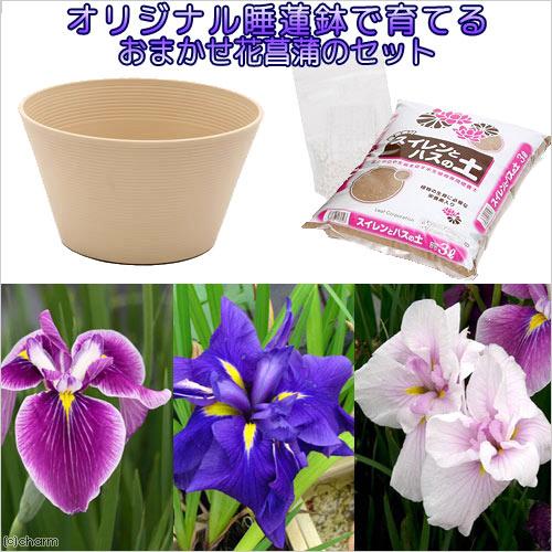 ビオトープ チャーム１４号 プロが考えた睡蓮鉢で育てる ベージュ 花菖蒲のセット