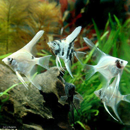 熱帯魚 ミックス エンゼルフィッシュ ｓサイズ 国産ブリード ３匹 北海道 九州航空便要保温 チャーム Charm ヤフー店 通販 Yahoo ショッピング