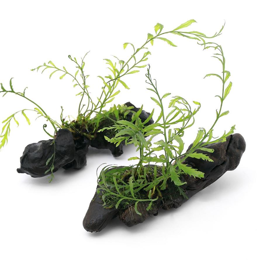 水草 巻きたて ボルビティス ヒュディロティ ウィローモス付流木 ｓサイズ 約１５ｃｍ 無農薬 １本 北海道航空便要保温 チャーム Charm Paypayモール店 通販 Paypayモール