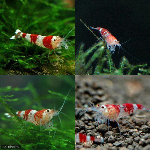 チャーム（charm） （エビ）無選別 レッドビーシュリンプ（200匹