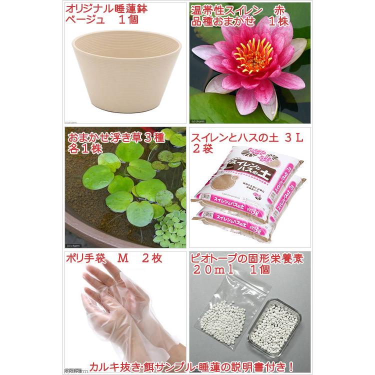 最安値挑戦 送料無料 母の日ギフト 睡蓮鉢 ベージュ 温帯性睡蓮セット 赤 本州四国限定 4 28〜5 8お届け 日時指定不可 同梱不可 wantannas.go.id 最安値挑戦 送料無料 母の日ギフト 睡蓮鉢 ベージュ 温帯性睡蓮セット 赤 本州四国限定 4 28〜5 8お届け 日時指定不可 同梱不可 wantannas.go.id