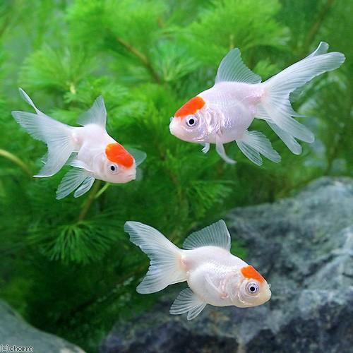 チャーム(ペット) (国産金魚)丹頂(1匹) : チャーム charm チャーム(ペット) (国産金魚)丹頂(1匹) : チャーム charm