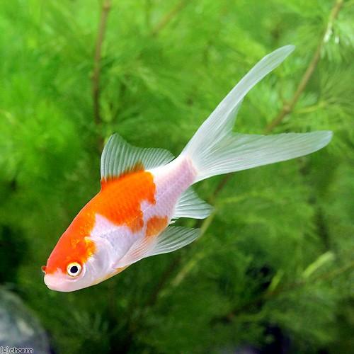 チャーム（ペット） （国産金魚）コメット（1匹） : チャーム