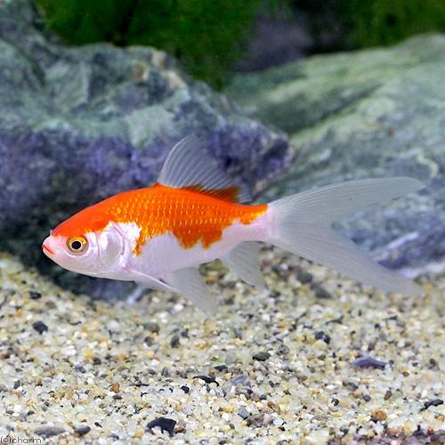 チャーム（ペット） （国産金魚）コメット（1匹） : チャーム