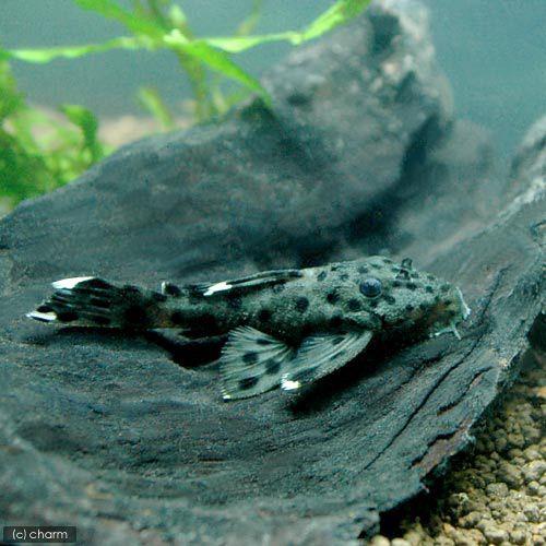 （熱帯魚）グレイ・トリム（ワイルド）（１匹）　沖縄別途送料　北海道・九州航空便要保温