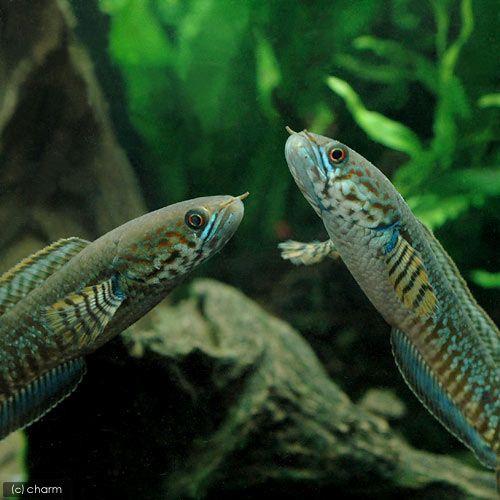 ファッション通販 熱帯魚 レインボースネークヘッド １匹 北海道 九州 沖縄航空便要保温 Aynaelda Com