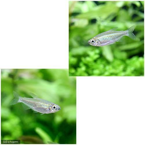 最高級 熱帯魚 コンゴテトラ ｓサイズ ５匹 北海道 九州 沖縄航空便要保温1 330円 Aynaelda Com