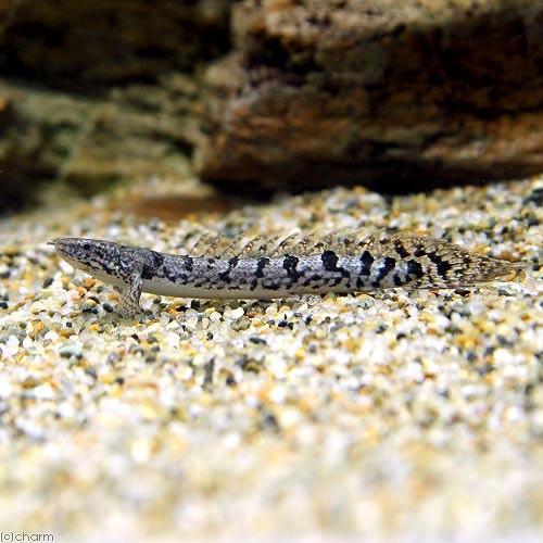 （熱帯魚）ポリプテルス・デルヘジィ　Ｓサイズ（約６〜１０ｃｍ）（ブリード）（１匹）　北海道・九州航空便要保温 | チャーム（ペット）