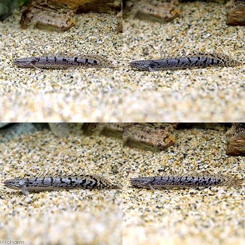 （熱帯魚）ポリプテルス・デルヘジィ　Ｓサイズ（約６〜１０ｃｍ）（ブリード）（１匹）　北海道・九州航空便要保温 | チャーム（ペット） | 01