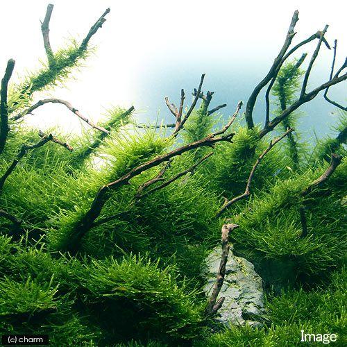 人気の定番 水草 ウィローモス 無農薬 半パック 北海道航空便要保温 Wantannas Go Id