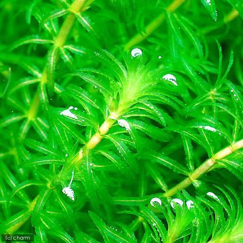 チャーム（ペット） （水草）クロモ（水中葉）（無農薬）（3本