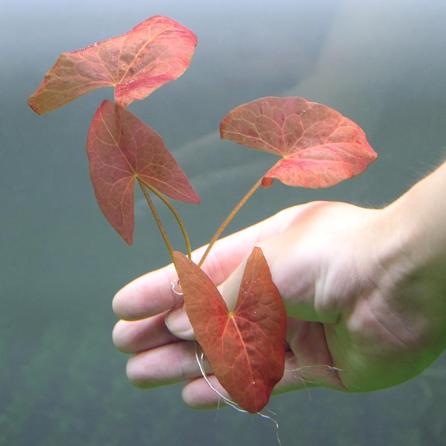 チャーム（charm） （水草）タパジョスドワーフニムファ レッド（水中