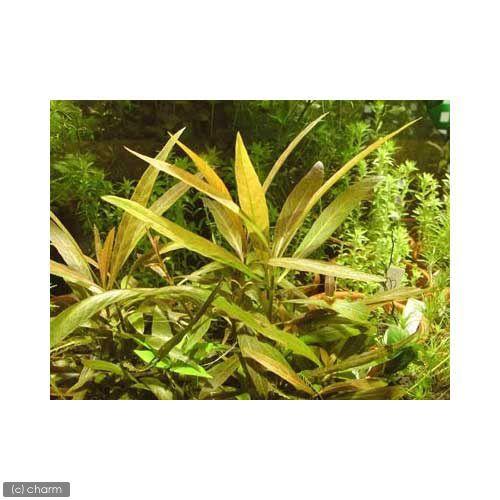 水草 ハイグロフィラ サリチフォリアレッド 水上葉 無農薬 ３本 チャーム Charm Paypayモール店 通販 Paypayモール