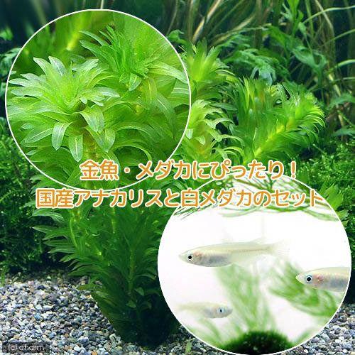 めだか 水草 メダカ 金魚藻 国産 アナカリス 無農薬 ５本 白メダカ ６匹 北海道航空便要保温 1238 チャーム Charm ヤフー店 通販 Yahoo ショッピング