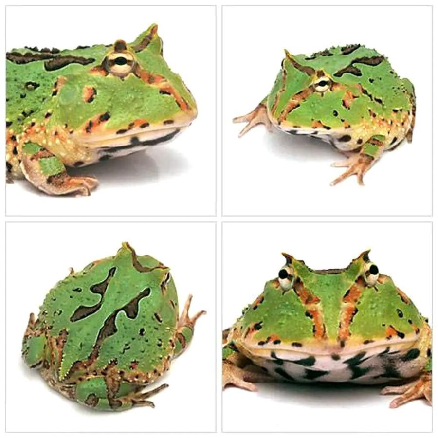 （両生類）ファンタジーツノガエル　グリーン（１匹）