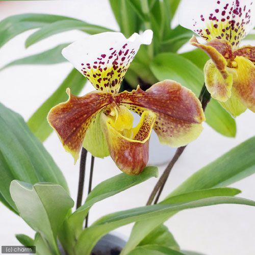 観葉植物）洋ラン パフィオぺディルム（品種おまかせ） 3．5号（1鉢