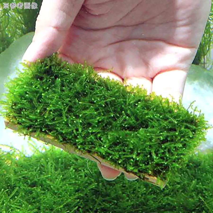 Leaf Corp ウィローモス プレート 3枚 モス巻き レイアウト 素材