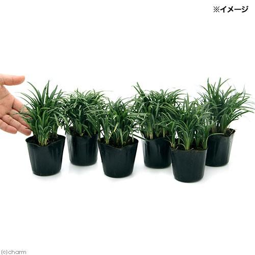 チャーム（charm） （観葉植物）ジャノヒゲ（リュウノヒゲ） 玉竜 2