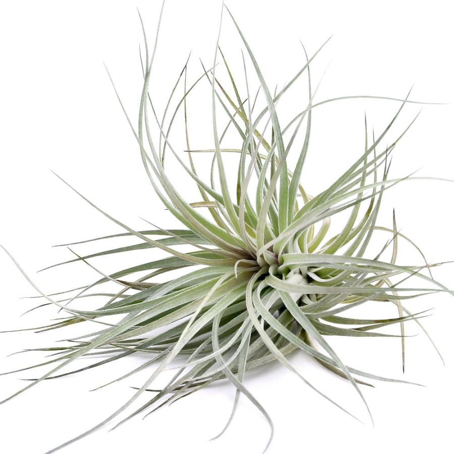 観葉植物 エアープランツ オンラインショップ ティランジア パープル １株 コットンキャンディ