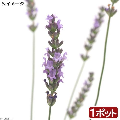 （観葉植物）ハーブ苗　ラベンダー　ラバンジン　グロッソ　３号（１ポット）　家庭菜園｜chanet