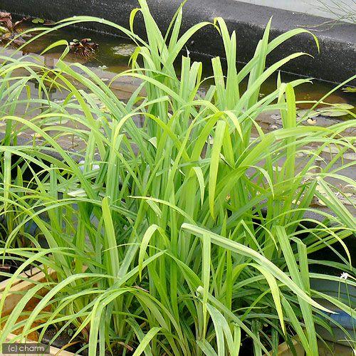 （ビオトープ）水生植物　カサスゲ（１ポット）　湿生植物 | チャーム（ペット）