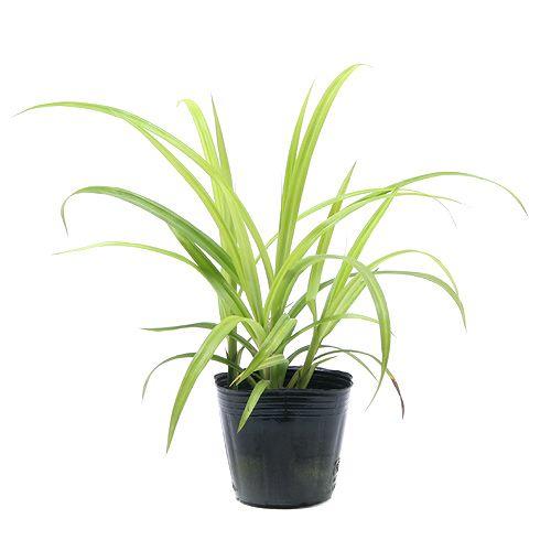 （ビオトープ）水生植物　カサスゲ（１ポット）　湿生植物 | チャーム（ペット） | 01
