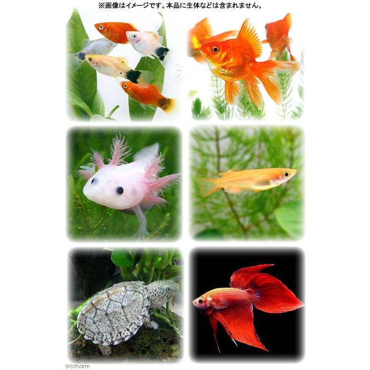 水槽の宝石　Ｍサイズ　２個入り　バクテリア　積層石　ベタ　メダカ　金魚 | Leaf Corp | 03