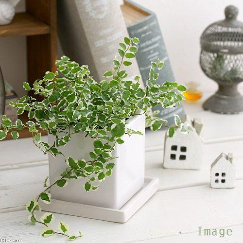 チャーム(ペット) (観葉植物)フィカス プミラ サニー チャーム(ペット) (観葉植物)フィカス プミラ サニー