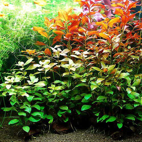 チャーム（charm） （水草）ルドウィジア レペンス ルビン 流木付 S