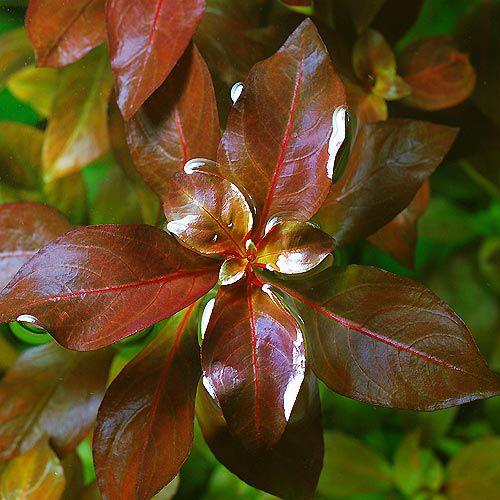 チャーム（charm） （水草）ルドウィジア レペンス ルビン 流木付 S