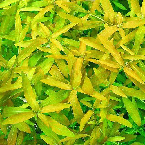 開催中 水草 ハイグロフィラ ポリスペルマ 流木付 ｓサイズ 水上葉 無農薬 １本 約１５ｃｍ 北海道航空便要保温 Wantannas Go Id