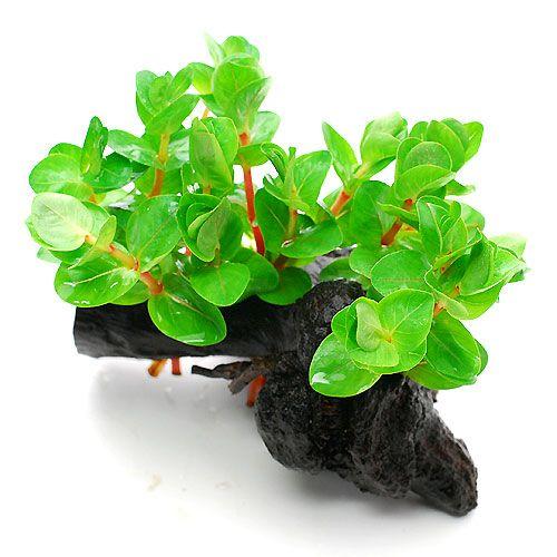 21年レディースファッション福袋 水草 ロタラ インディカ 流木付 ｓサイズ 水上葉 無農薬 １本 約１５ｃｍ