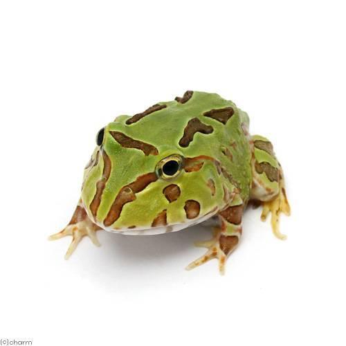 （両生類）ホオコケツノガエル　ミックスカラー（１匹）