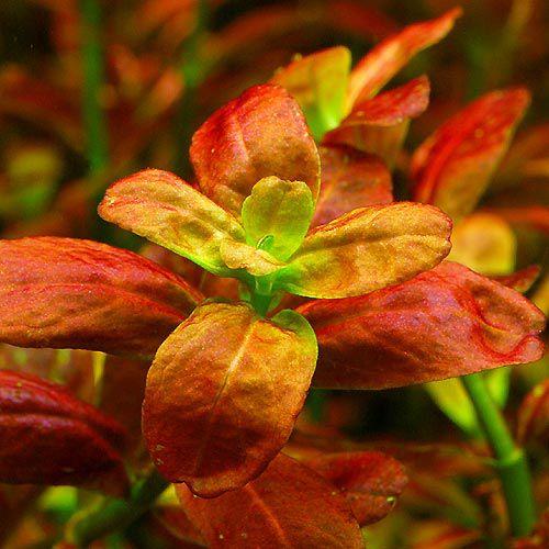 414円 都内で 水草 アラグアイア レッドロタラ 流木付 ｓサイズ 水上葉 無農薬 １本 約１５ｃｍ