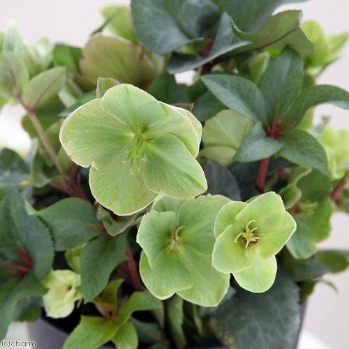 観葉植物 クリスマスローズ ピンクフロスト バラーディアエ種 ５号 １鉢 北海道冬季発送不可 チャーム Charm Paypayモール店 通販 Paypayモール
